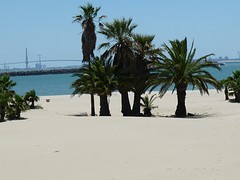 Palmen op strand, op achtergrond brug naar Cadiz