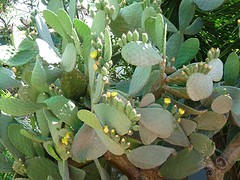 Prachtige cactus