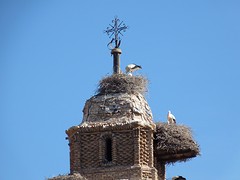Ooievaars op de ruine van Caspe