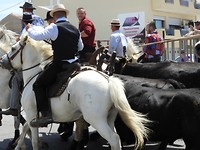 Camargue tafereel in Le Grau-du-Roi
