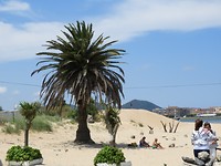 De Palmboom in Noord-Spanje