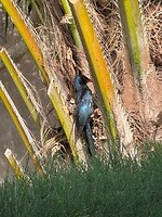 IMG_9223