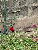 IMG_9225