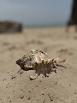 IMG_9242