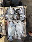 IMG_9708