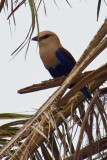 IMG_4044blauwbuikscharrelaar (Kopie)