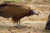 IMG_4047Kapgier (Kopie)