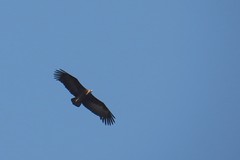 IMG_5574b