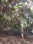 IMG_5581 (Kopie)