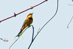 IMG_5601 (Kopie)