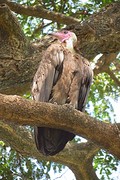 IMG_5628 (Kopie)