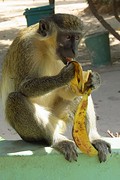 IMG_5648 (Kopie)