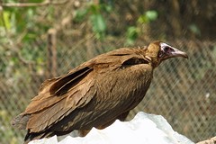 IMG_5651 (Kopie)