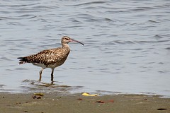 IMG_5767 (Kopie)