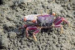 IMG_5786 (Kopie)