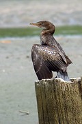 IMG_5794 (Kopie)
