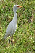 IMG_5822 (Kopie)