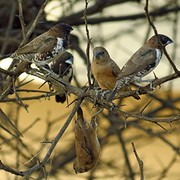 IMG_5852 (Kopie)