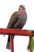 IMG_5911
