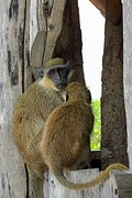 IMG_6080 (Kopie)