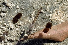 IMG_6196 (Kopie)