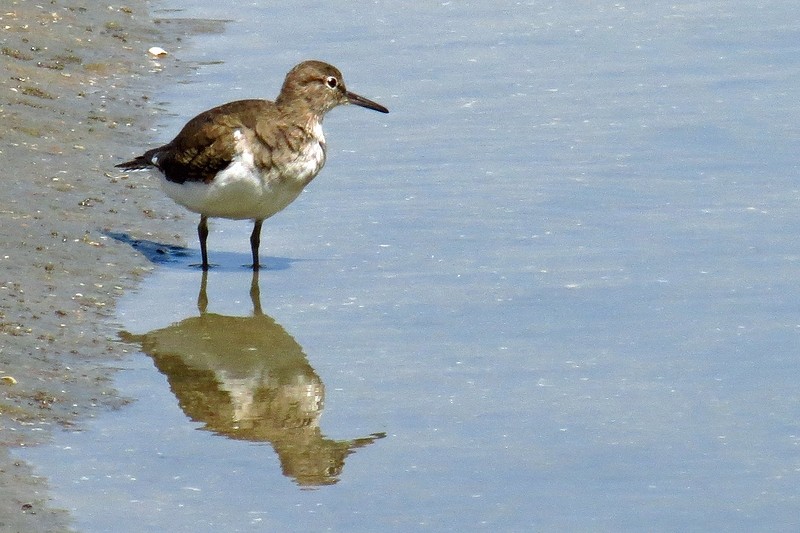 IMG_6225Oeverloper (Kopie)