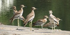 IMG_6257Senegalesegriel (Kopie)