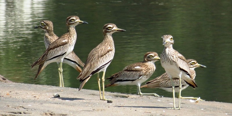 IMG_6257Senegalesegriel (Kopie)