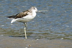 IMG_6277Groenpootruiter (Kopie)
