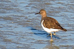IMG_6552Oeverloper (Kopie)