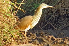 IMG_6571Ralreiger (Kopie)