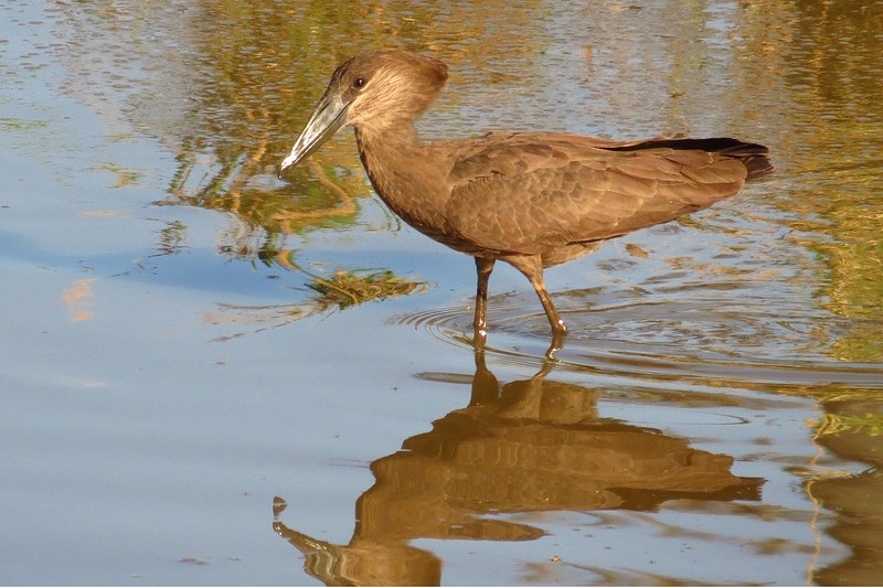 IMG_6582Hamerkop (Kopie)