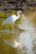 IMG_6595Kleine Zilverreiger (Kopie)