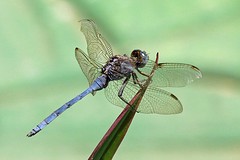 IMG_6643 (Kopie)