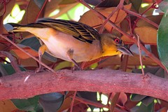 IMG_6665 (Kopie)