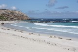 Het hele strand ligt vol met zeeleeuwen!