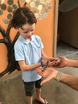 Mini boa constrictor