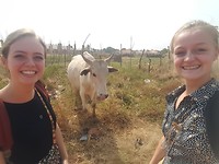 Stiekem is Erica bang voor koeien...