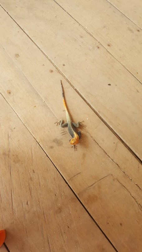 Huisdier de salamander
