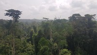 Prachtig uitzicht bij Kakum national park