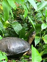 IMG_6800