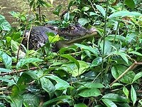 IMG_6798