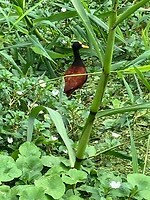 IMG_6784