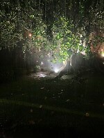 Rainforest Lodge