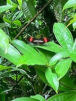 Rainforest Lodge