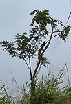 Iguan