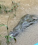 Crocodile