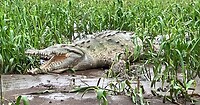 Crocodile