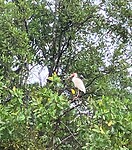 IMG_7054