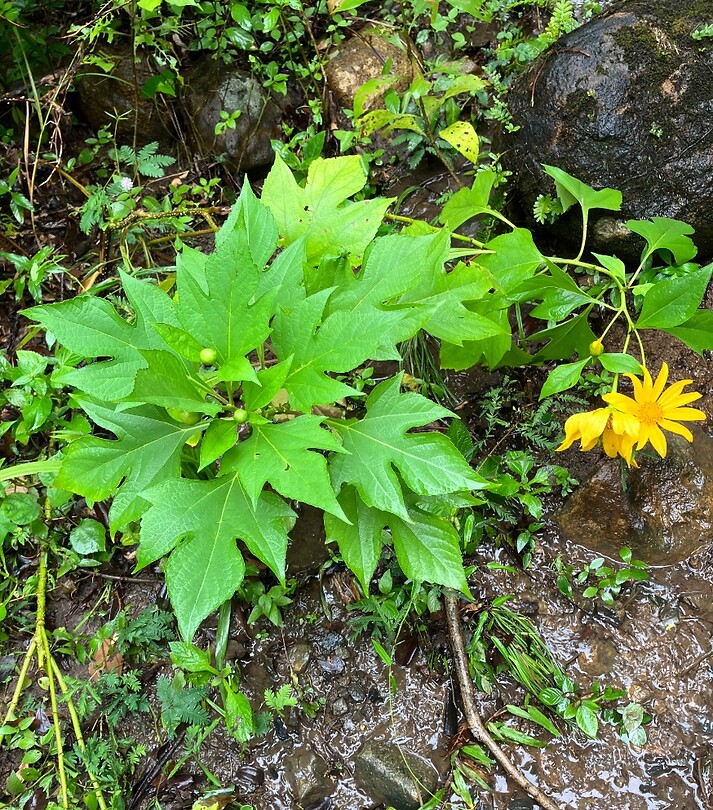 Plant